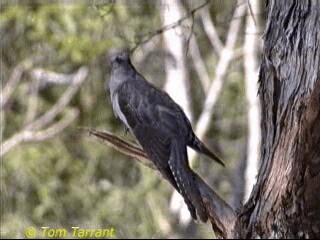 Pallid Cuckoo - ML201286451