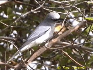 hvitbuklarveeter - ML201286461