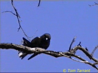 Little Woodswallow - ML201286471