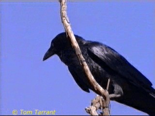 Australian Raven - ML201286491