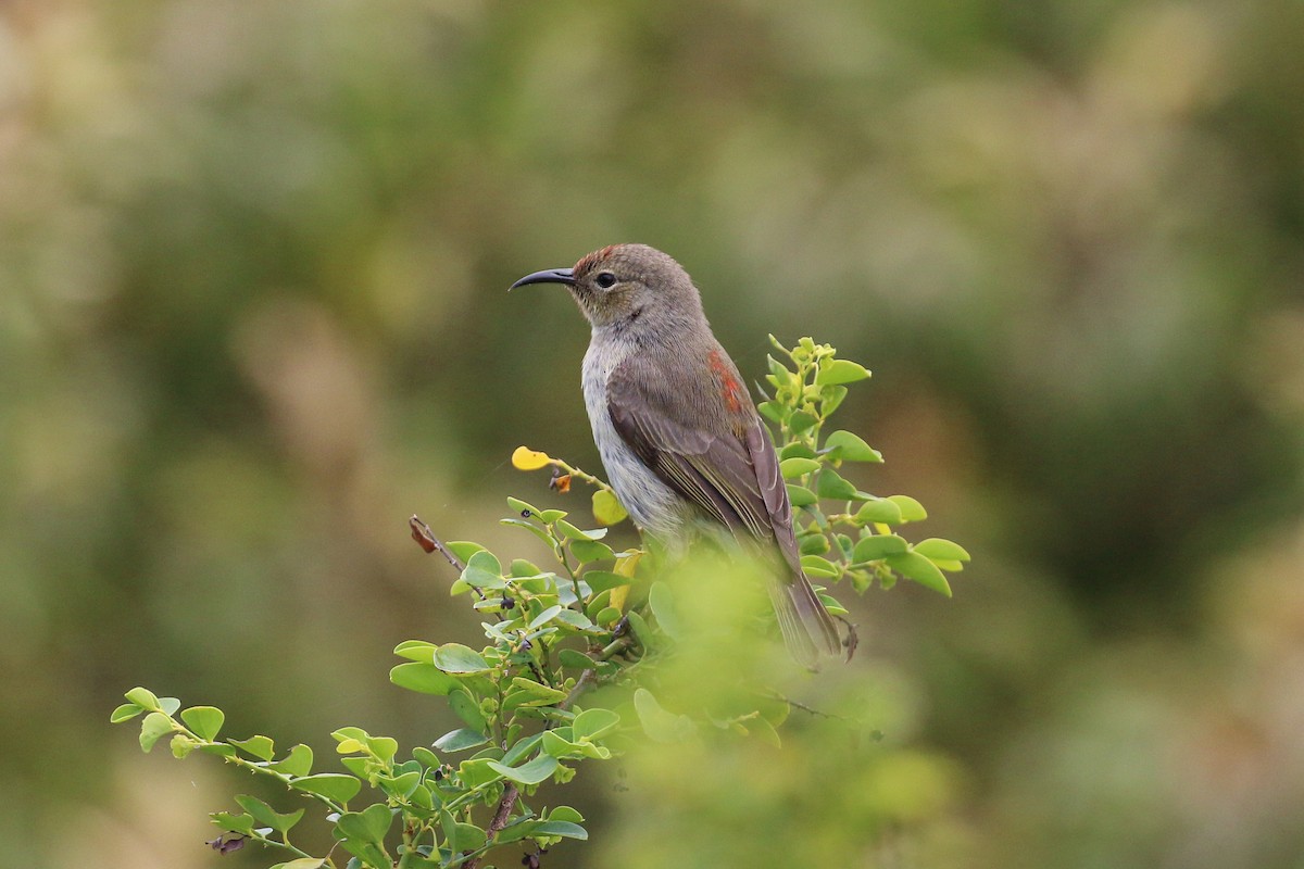 Cardinal Myzomela - ML20128651