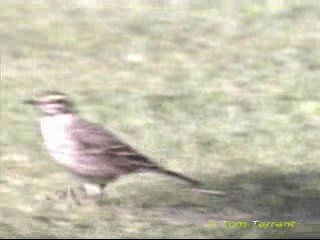 Pipit d'Australie - ML201286511