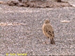 Bisbita Neozelandés (grupo australis) - ML201286521