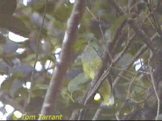 Rose-crowned Fruit-Dove - ML201286531