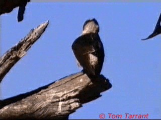 Golondrina Arborícola - ML201286551