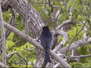 Drongo pailleté (groupe bracteatus) - ML201286571