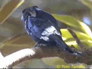 Glanzfleckdrongo [bracteatus-Gruppe] - ML201286581