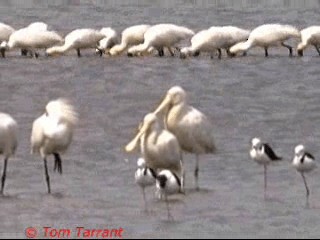 Yellow-billed Spoonbill - ML201286631