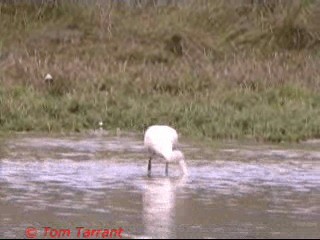 Yellow-billed Spoonbill - ML201286641