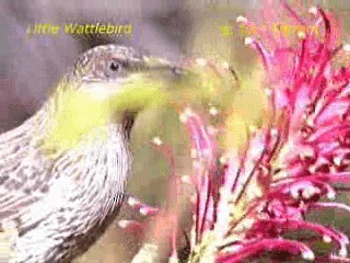 Little Wattlebird - ML201286651