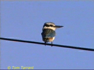 Red-backed Kingfisher - ML201286661