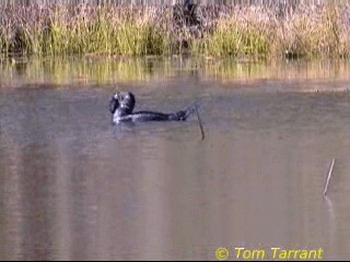 Musk Duck - ML201286681