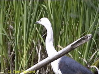 Pacific Heron - ML201286751