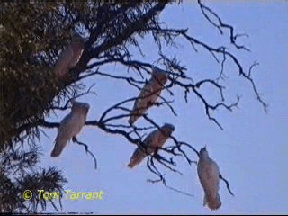 Pembe Kakadu - ML201286771