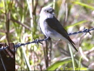 Petroica Fascinante - ML201286791