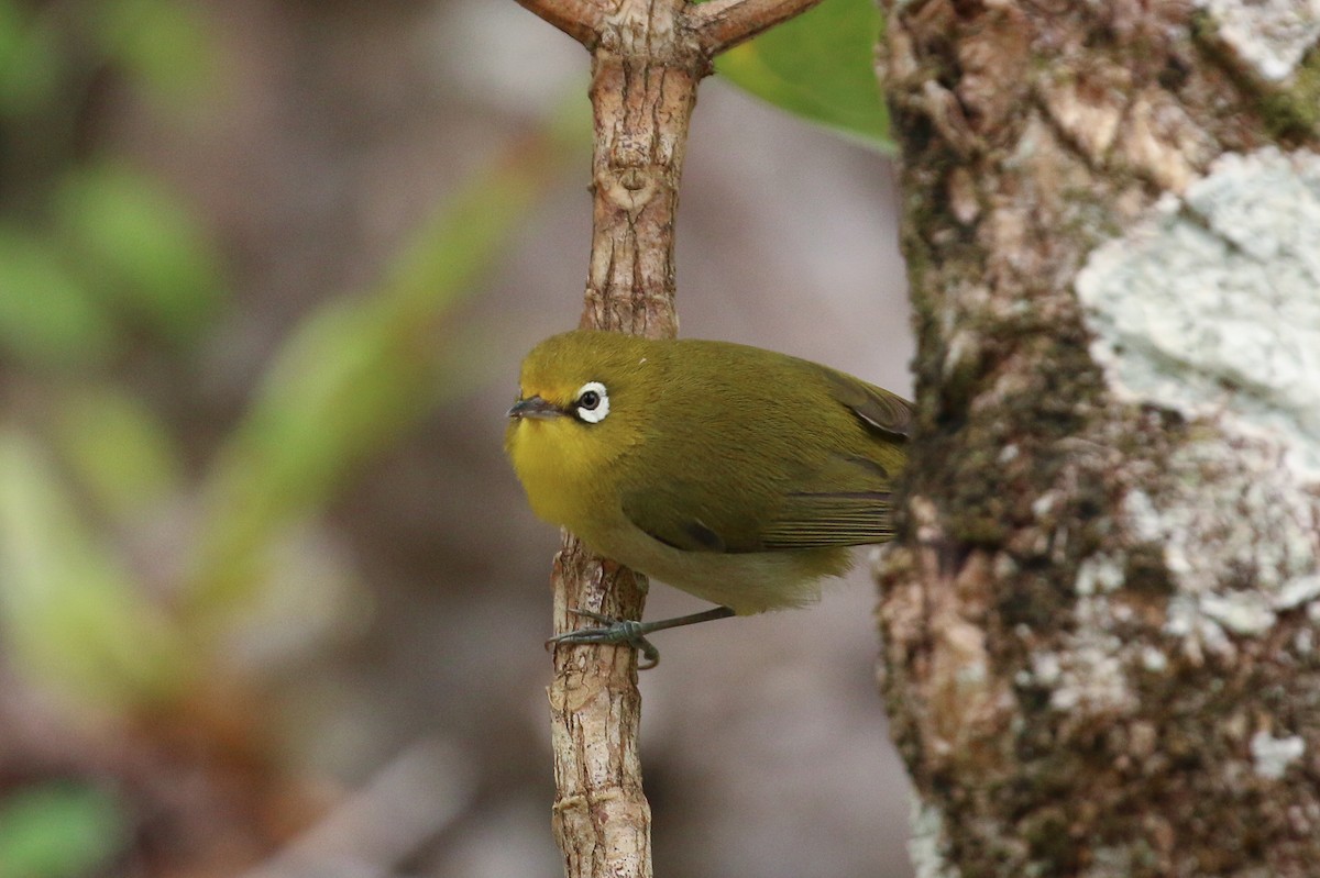 Small Lifou White-eye - ML20128681