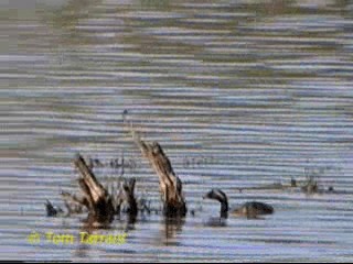 Hoary-headed Grebe - ML201286811