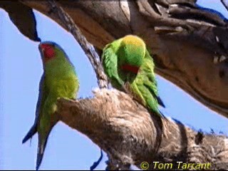 Little Lorikeet - ML201286821