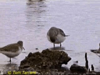 Gray-tailed Tattler - ML201286831