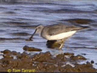 Gray-tailed Tattler - ML201286851