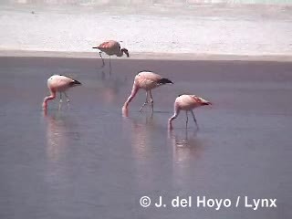 James's Flamingo - ML201287081