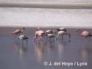Puna Flamingosu - ML201287101