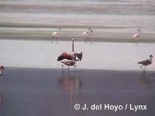 Puna Flamingosu - ML201287121