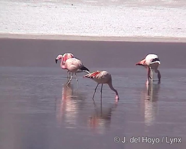 Puna Flamingosu - ML201287141
