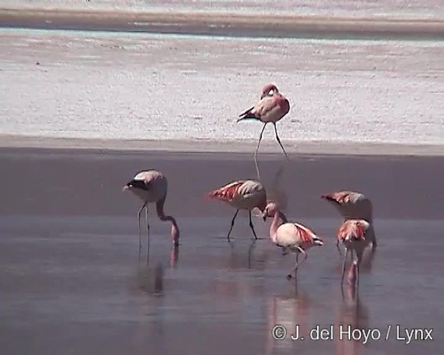 James's Flamingo - ML201287161