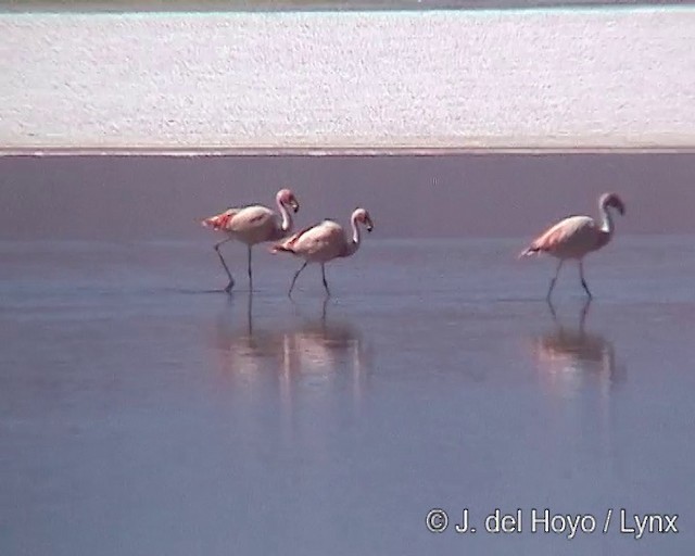 Puna Flamingosu - ML201287231