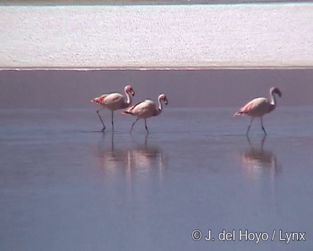 Jamesflamingo - ML201287231