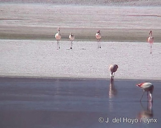 James's Flamingo - ML201287241