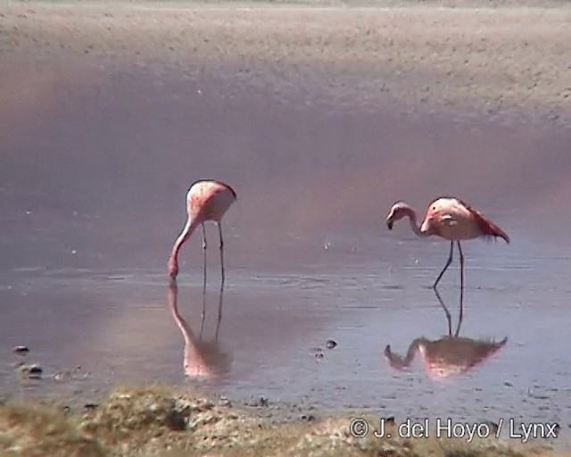 Jamesflamingo - ML201287251