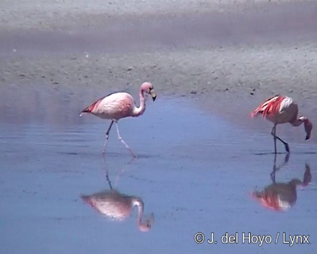 Puna Flamingosu - ML201287261