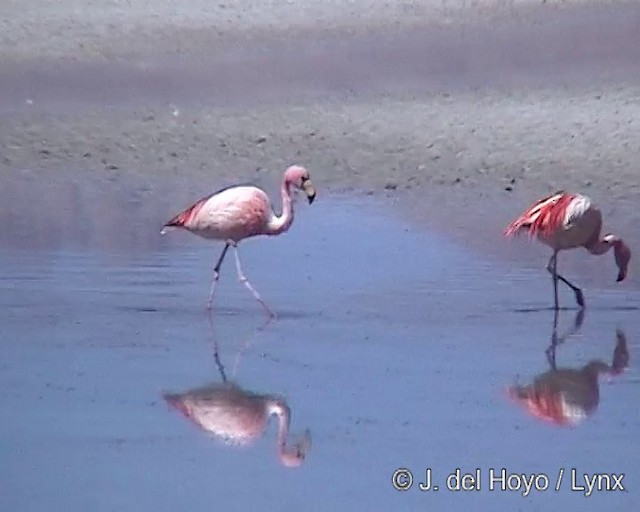 James's Flamingo - ML201287261