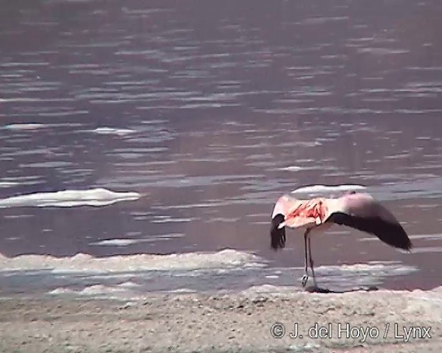 James's Flamingo - ML201287271