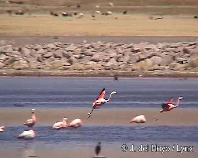 Chilean Flamingo - ML201287291