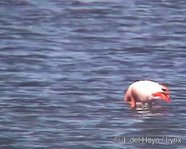 Şili Flamingosu - ML201287301