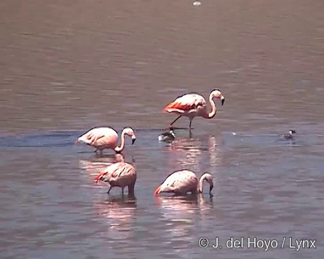 Chilean Flamingo - ML201287311