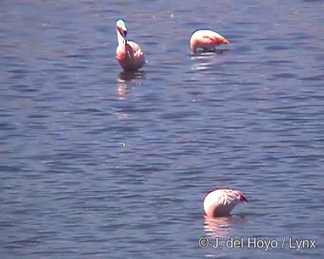 Chilean Flamingo - ML201287321