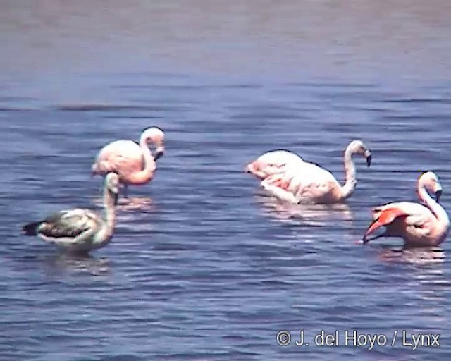 Şili Flamingosu - ML201287341