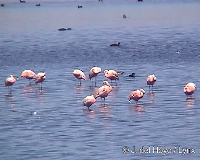 Şili Flamingosu - ML201287351