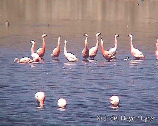Chilean Flamingo - ML201287371