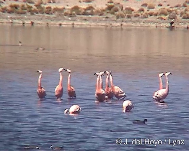 Şili Flamingosu - ML201287381