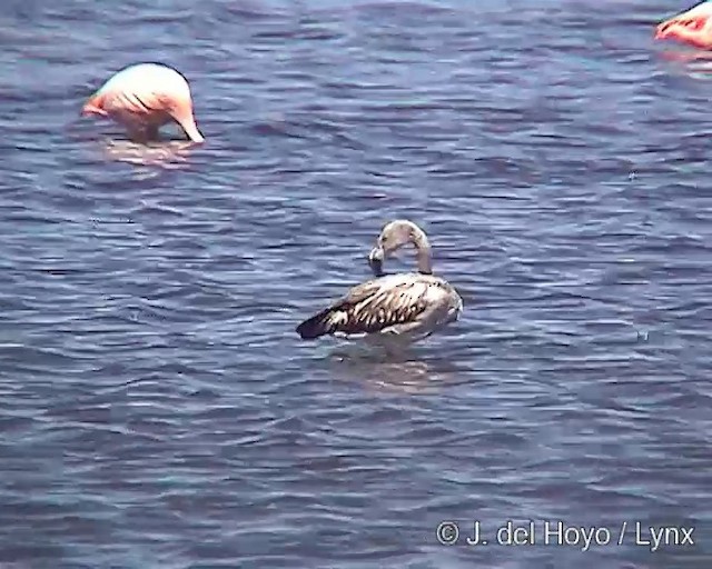 Chilean Flamingo - ML201287391