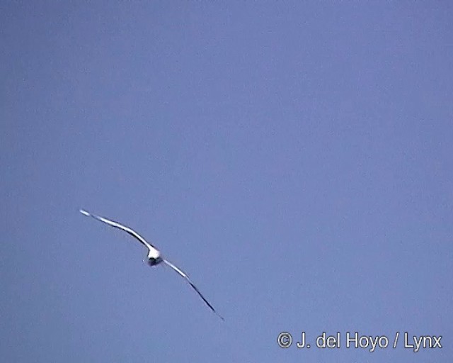 Andean Gull - ML201287451