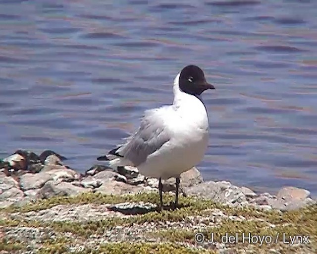 Andean Gull - ML201287461
