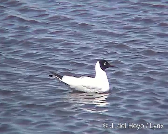 Andean Gull - ML201287491