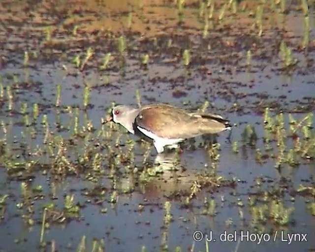 Southern Lapwing (chilensis/fretensis) - ML201287571