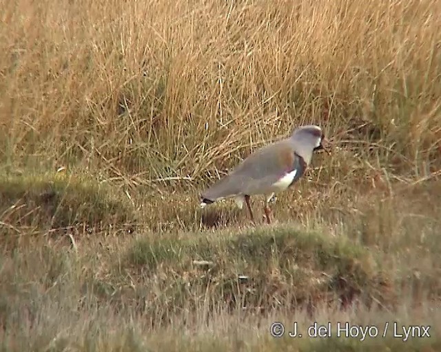 Кайеннский чибис (chilensis/fretensis) - ML201287581